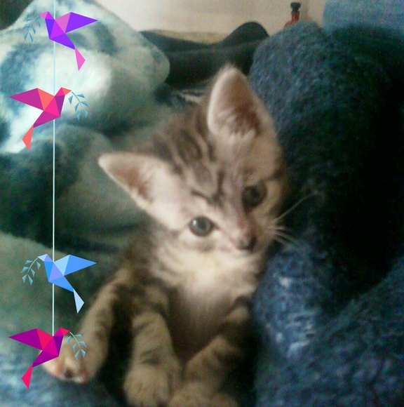 Meet your Posher, Dorian - Picture 1 of 1